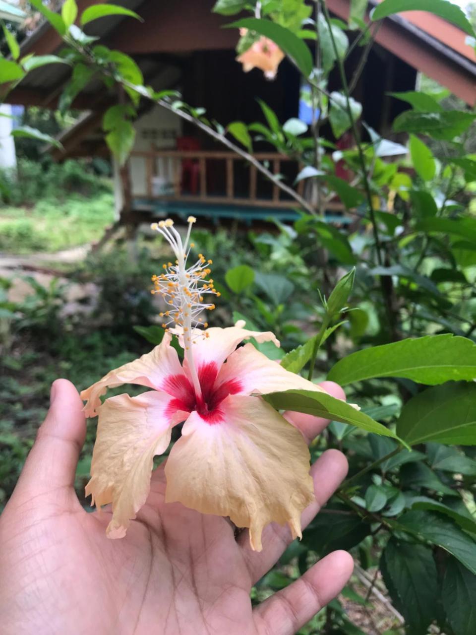 Rasta House,,Koh Phayam Hotel ภายนอก รูปภาพ